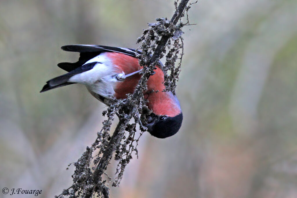 Eurasian Bullfinch male, identification, feeding habits, Behaviour