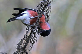 Eurasian Bullfinch