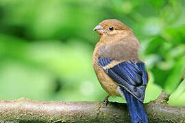 Eurasian Bullfinch