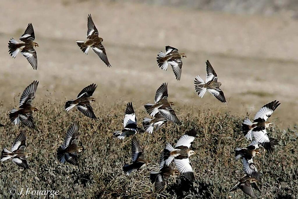 Snow Bunting