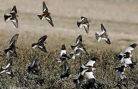 Snow Bunting