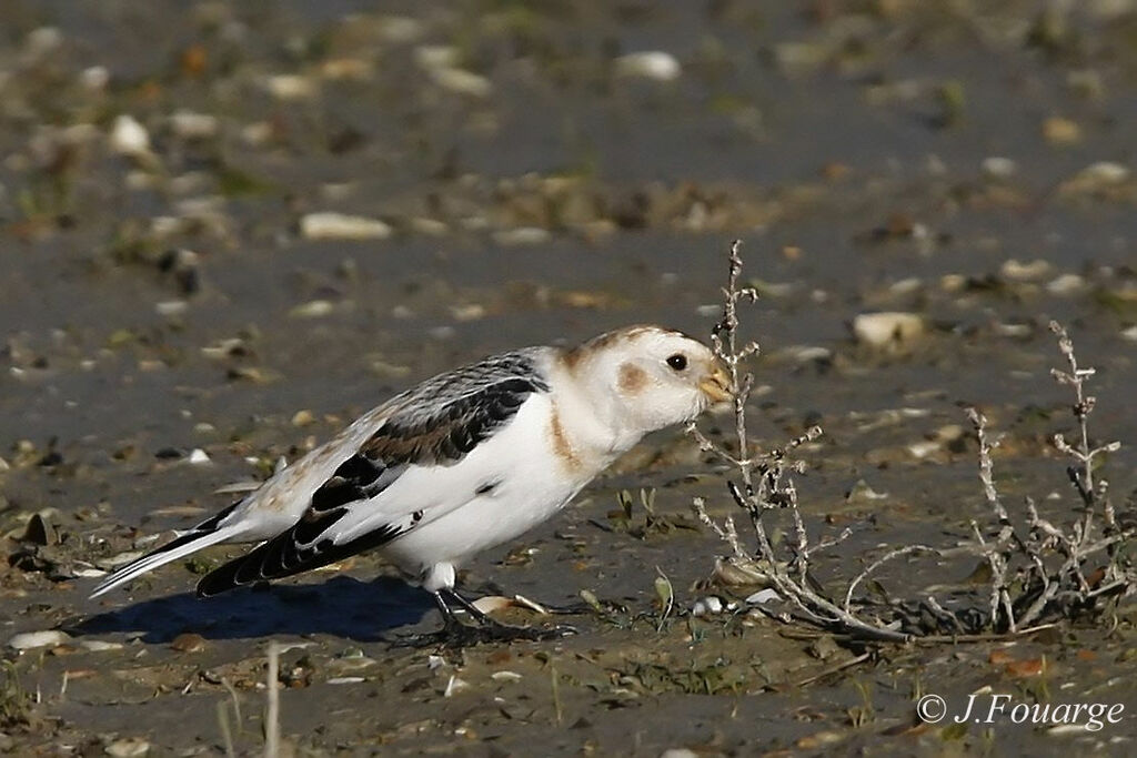 Bruant des neiges mâle adulte