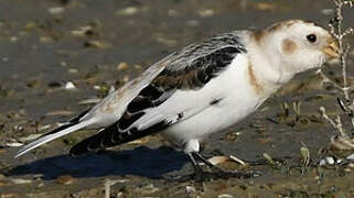 Snow Bunting