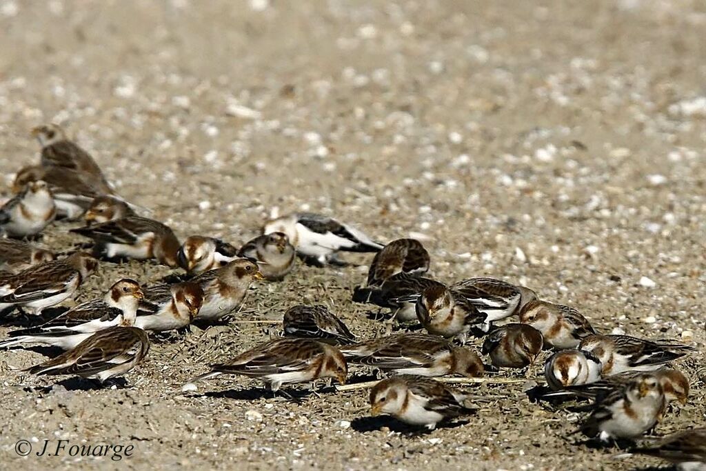 Snow Bunting