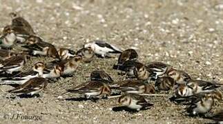 Snow Bunting