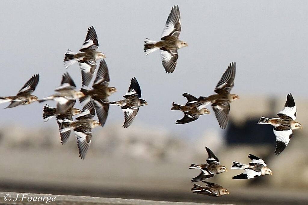 Snow Bunting