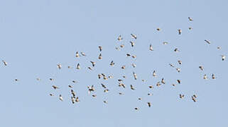 Snow Bunting