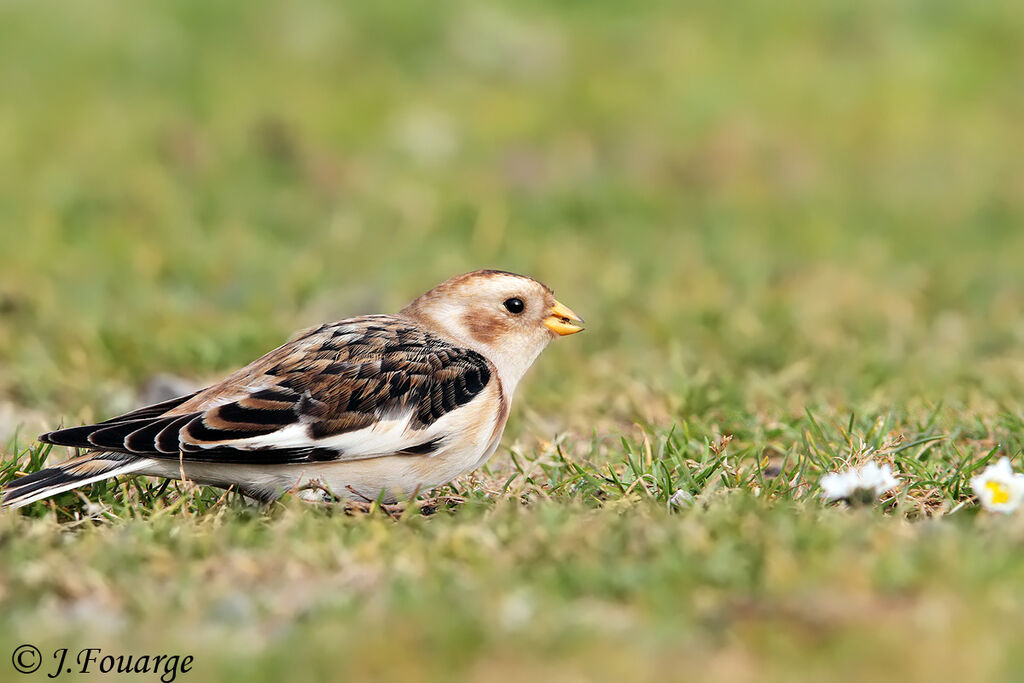 Snow Bunting male adult