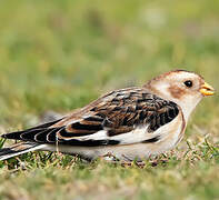 Snow Bunting