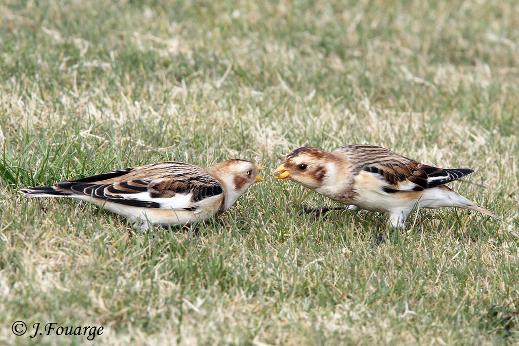 Snow Bunting male adult, identification, feeding habits, Behaviour