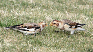 Snow Bunting