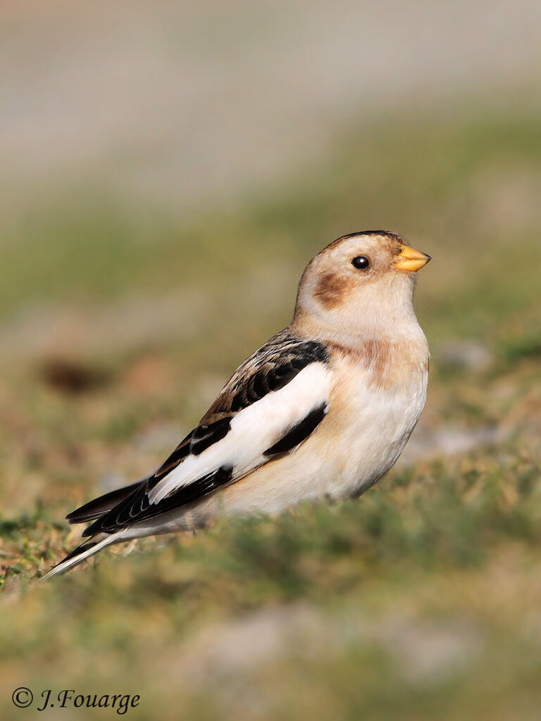 Snow Bunting male adult post breeding, identification