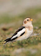 Snow Bunting