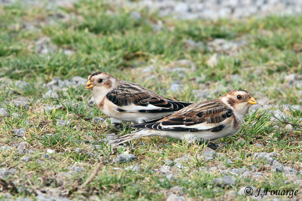 Snow Bunting male