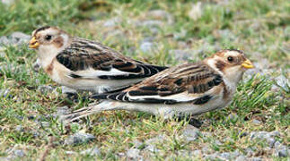 Snow Bunting