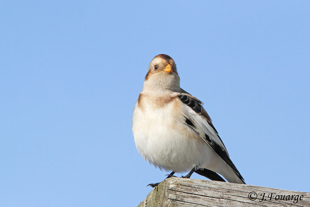 Snow Bunting male