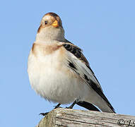 Snow Bunting