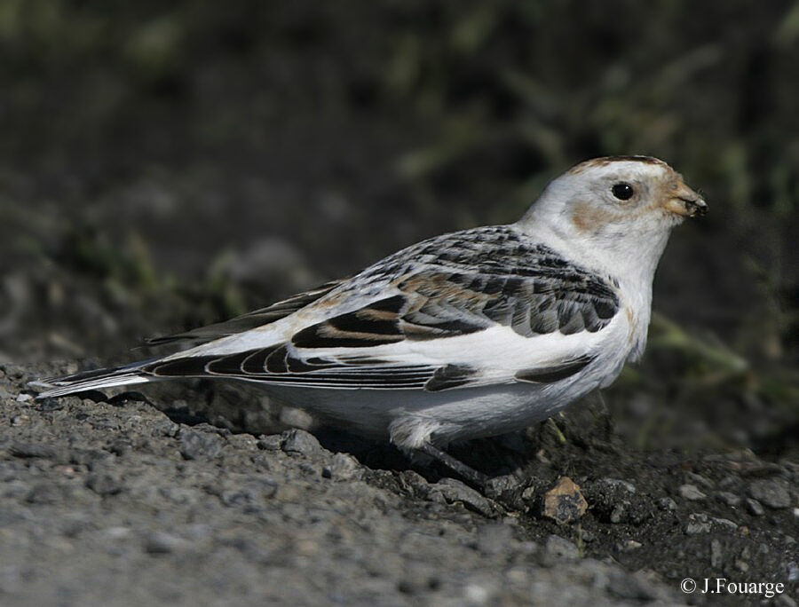 Bruant des neiges