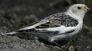 Snow Bunting