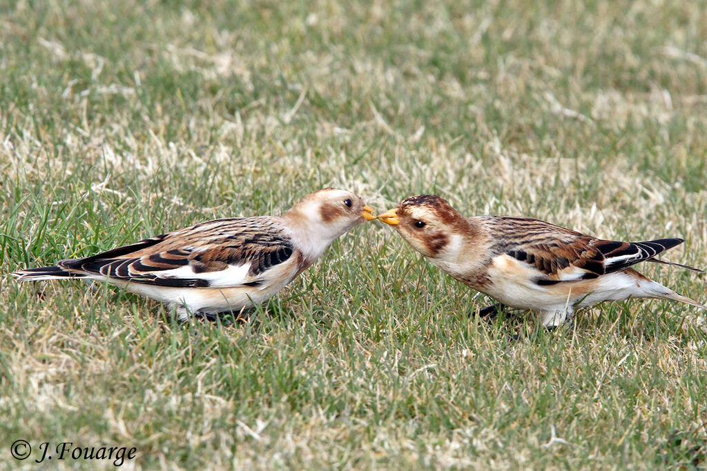 Snow Bunting male, identification, Behaviour