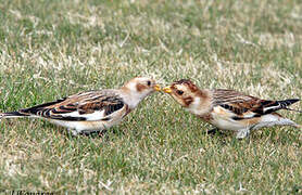 Snow Bunting