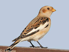 Snow Bunting