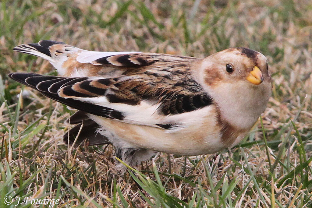 Snow Bunting male, identification