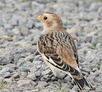 Snow Bunting