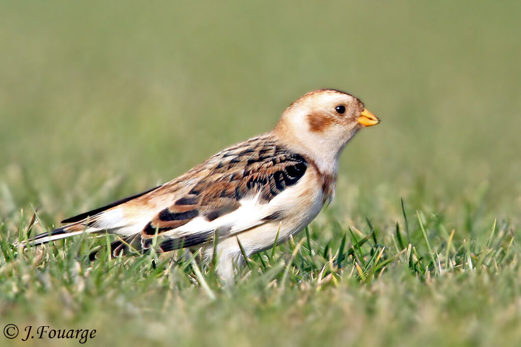 Snow Bunting male, identification