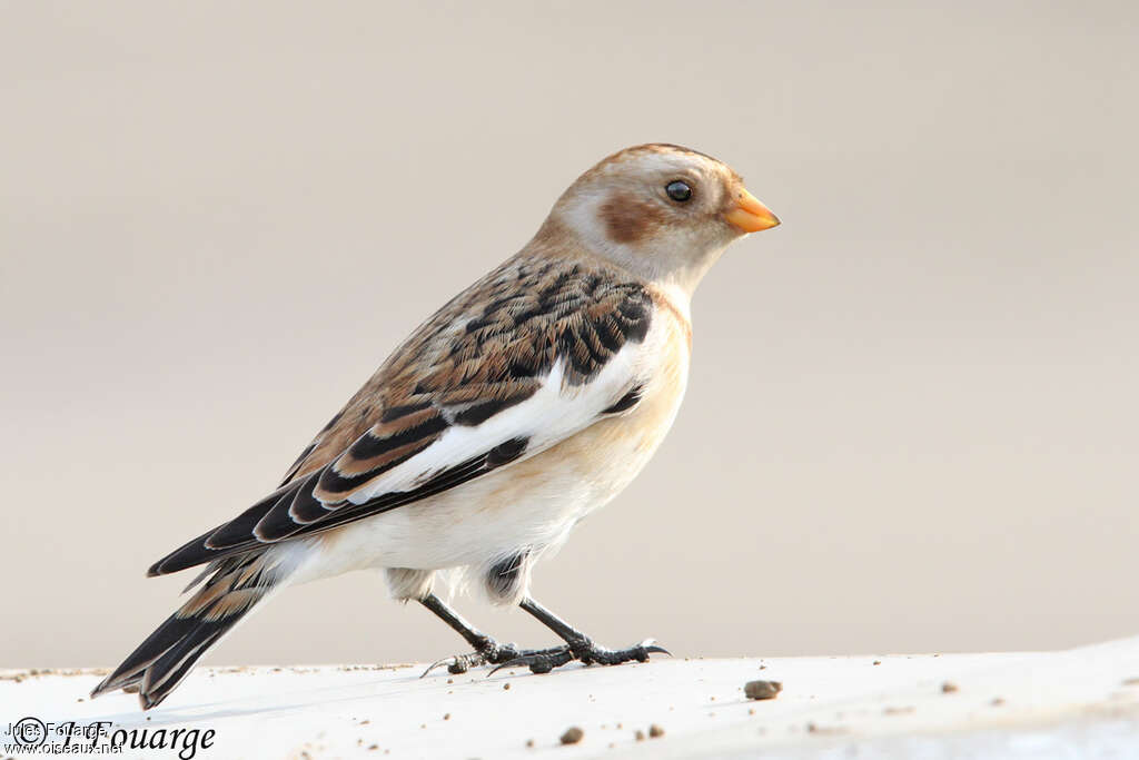 Snow Bunting male adult post breeding, identification