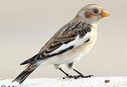 Snow Bunting