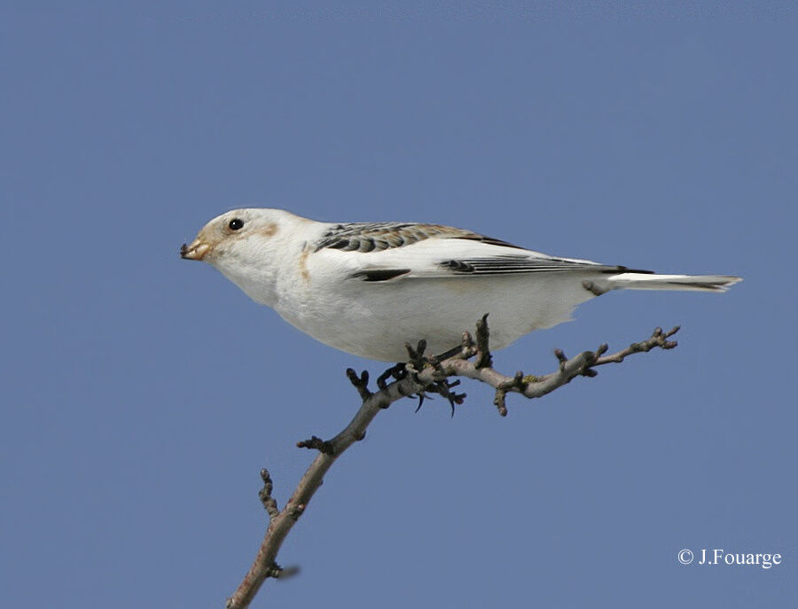 Bruant des neiges