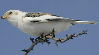 Snow Bunting