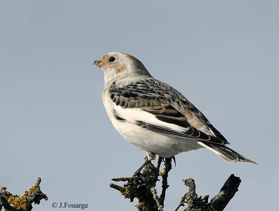 Snow Bunting