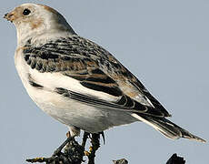 Snow Bunting