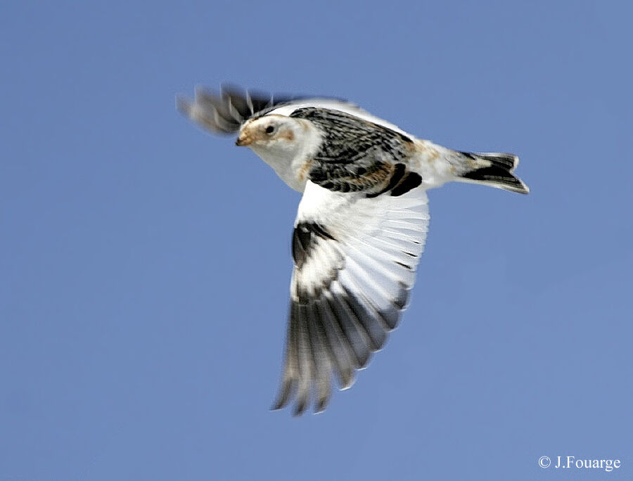 Snow Bunting