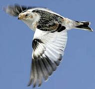 Snow Bunting