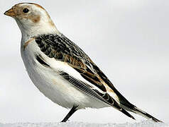 Snow Bunting