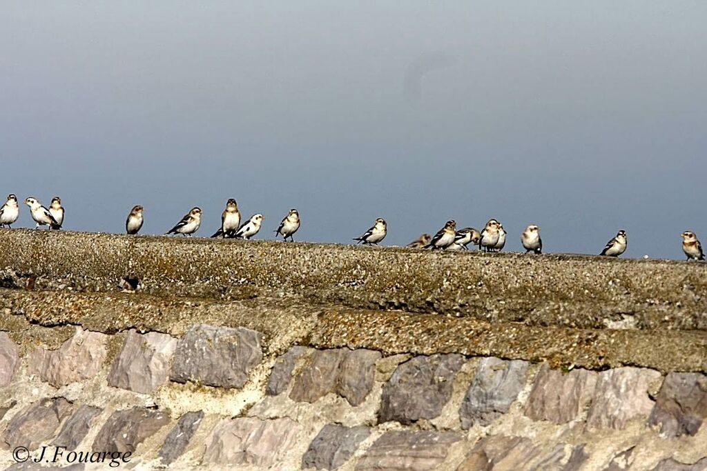 Snow Bunting