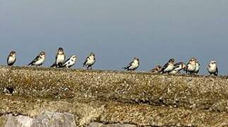 Snow Bunting