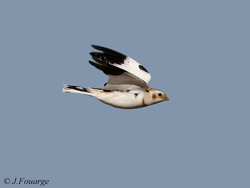 Snow Bunting male adult