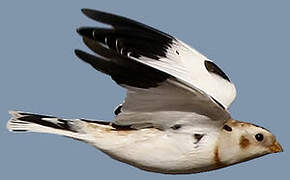 Snow Bunting