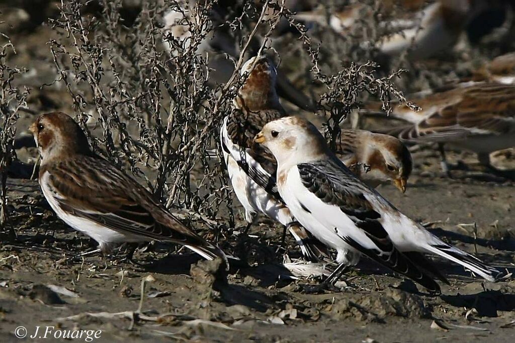 Snow Bunting