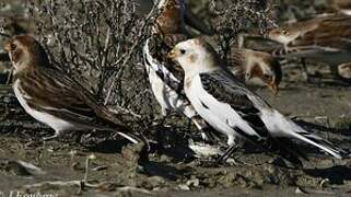 Snow Bunting