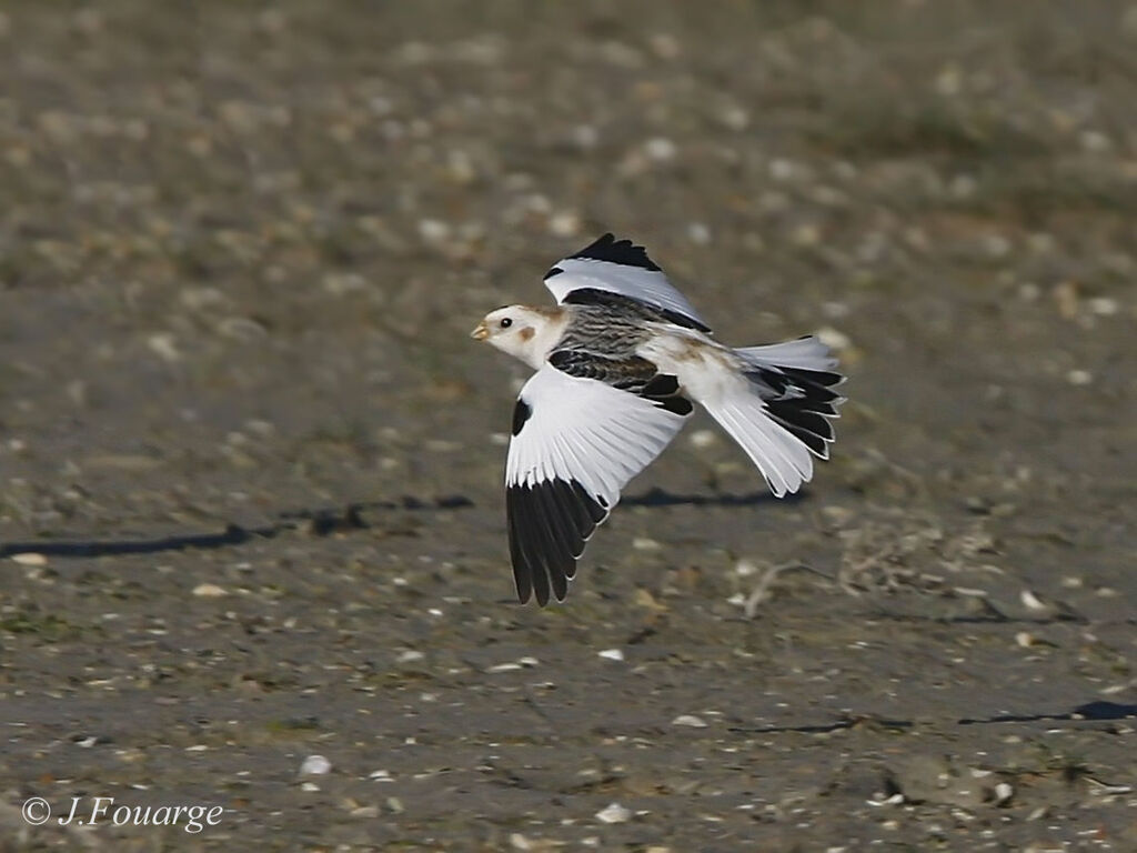 Snow Bunting male adult