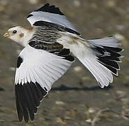 Snow Bunting