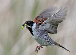 Common Reed Bunting