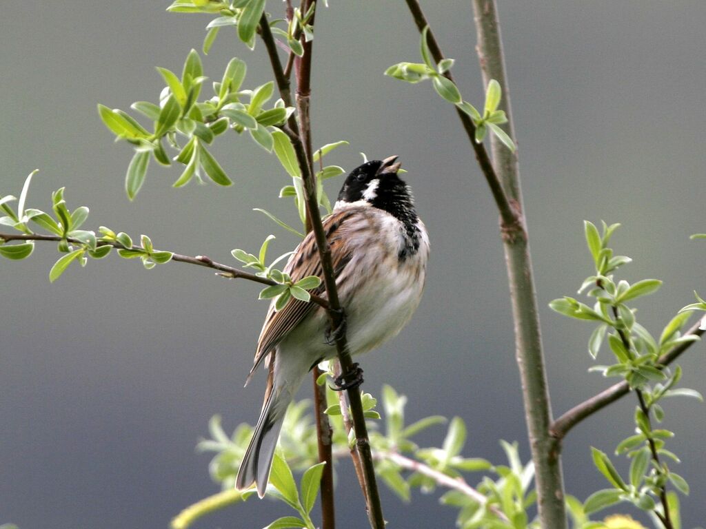 Common Reed Bunting male adult