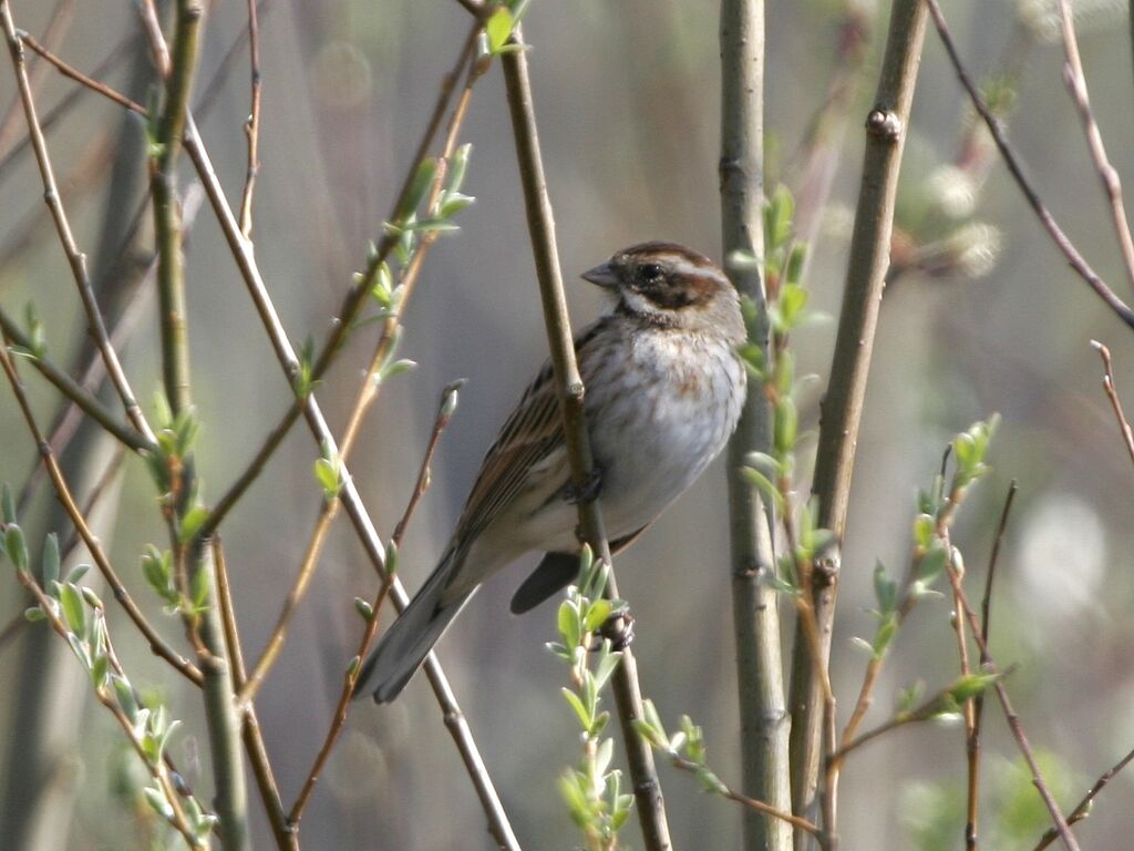 Bruant des roseaux femelle adulte