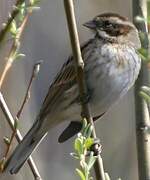 Common Reed Bunting